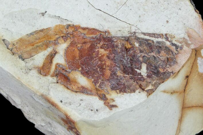 Fossil Pea Crab (Pinnixa) From California - Miocene #85311